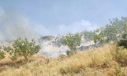 Fıstık bahçesinde çıkan yangında 95 ağaç kül oldu