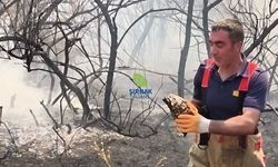 Yangının ortasında kalan kaplumbağayı ekipler kurtardı