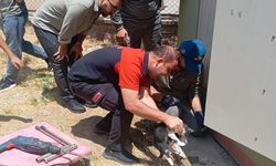 Başı sıkışan kedi itfaiye ekiplerince kurtarıldı