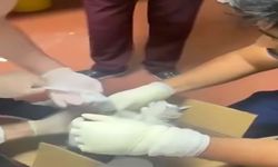 Bu kez hastaya değil, kediye müdahale