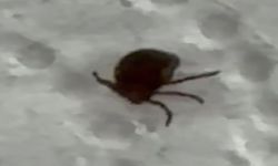 Kenenin ısırdığı vatandaş hastaneye başvurdu
