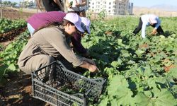Cizre'de Kent Bostanı'nda İlk Hasat Yapıldı