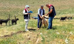Şırnak'ta Hibe Destekli Yatırımlara Sıkı Denetim