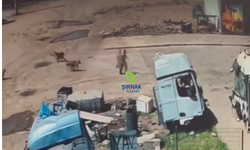 Silopi'de Sokak Köpekleri Çocuğa Saldırdı
