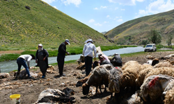 Şırnak'ta koyun kırkma mesaisi başladı