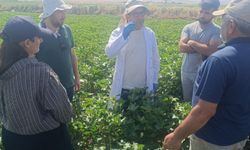 Cizre'de pamuk üretimi için saha çalışması