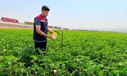 Silopi'de Pamuk Üretimi Yakın Takipte
