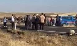 İşçi minibüsü koyun sürüsüne daldı 25 koyun telef oldu