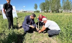 Tarlada yeni kazanç kapısı salep oldu