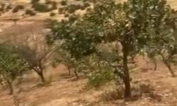 Yaban domuzları 20 yıllık fıstık ağaçlarına zarar verdi