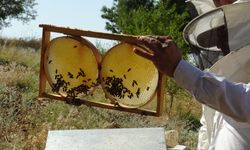Bal hasadı Üreticinin yüzü güldürdü