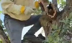 Ağacın gövdesinden 3 kilo bal çıktı