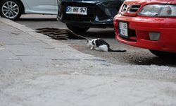 Kedi tırmalamasına dikkat: Kuduz riski taşıyabilir