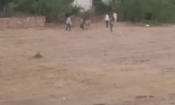 Huysuzlanan inek sahibini yaraladı
