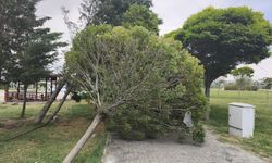 Van’da şiddetli rüzgar ağaçları ve kamelyaları devirdi