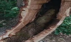 Ağaç kovuğundan kilo kilo bal çıktı