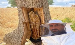Arıların izini sürüp ağaçların içinden bal çıkardılar