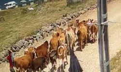 Çalınan 22 büyükbaş hayvandan 15'i bulundu