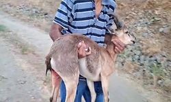Köpeklerin saldırdığı dağ keçisini kucağında taşıdı