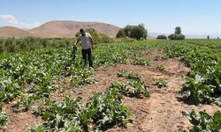 Ayılar ve domuz sürüleri çiftçinin emeğini talan etti