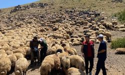 Şırnak’ta Yaylalarda Hayvan Sağlığı İçin Saha Çalışması