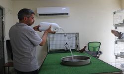 Binlerce liralık güvercinlere "klimalı" ve "havuzlu" konfor