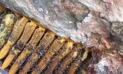 Kayalıklar arasında kilolarca bal çıkartıldı