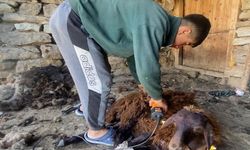 Kavurucu sıcaklar küçükbaş hayvanlarda kırkım mesaisini başlattı