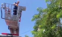 Ayağına dolanan ip kargayı mahsur bıraktı, itfaiye kurtardı