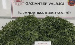 116 kök kenevir ele geçirildi 9 gözaltı
