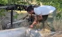 Nesli tükenme tehlikesi altındaki oklu kirpi böyle kurtarıldı