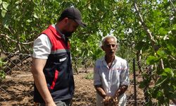 İnternette gördüğü safrana merak saldı