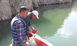 Van'da sazangiller av yasağı sona erdi
