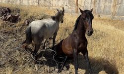 Sınır telleri arasında mahsur kalan atlar kurtarıldı