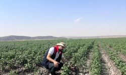 Silopi’de susuzluğun faturası tarlalarda ortaya çıkıyor