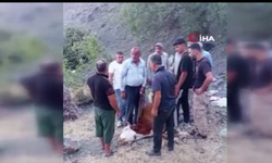 Dağda mahsur kalan büyükbaş hayvan telef oldu