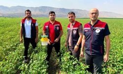 Silopi’de pamukta hastalık ve zararlılara karşı tuzaklı takip