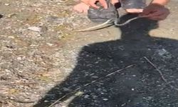 Yakaladığı yılanla arkadaşını kovaladı