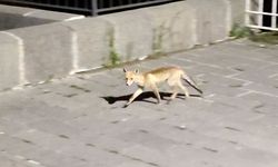 Şehre inen tilki böyle görüntülendi