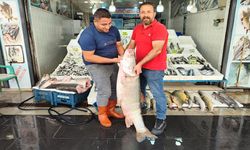 1,5 metre uzunluğunda 69 kiloluk dev balık tezgaha çıktı