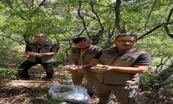 Endemik dağ sarımsağını söken 3 kişiye, 2 milyon lira ceza