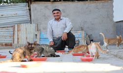 62 yaşında, her akşam 50 kediyi evinin bahçesinde ağırlıyor