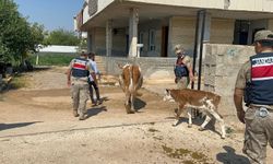 Büyükbaş hayvan dolandırıcılığında 1 gözaltı