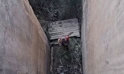 Koruma altındaki dağ keçisi için özel kurtarma operasyonu