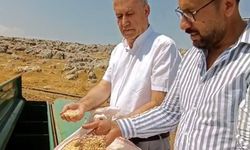 Araban sarımsağında zambak anaç tohum dönemi başlıyor