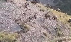 Domuzlar sürü halinde görüntülendi