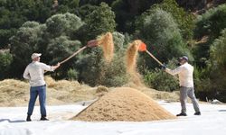 Geleneksel çeltik hasadı,Yüzyıllık gelenek yaşatılıyor