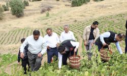 Hakkari'de üzüm hasadı başladı
