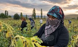 Ayçiçeği tarlalarında hasat mesaisi