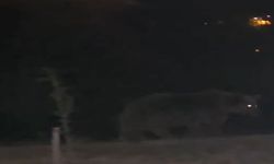 Ayılar ilçe merkezinde yiyecek ararken görüntülendi